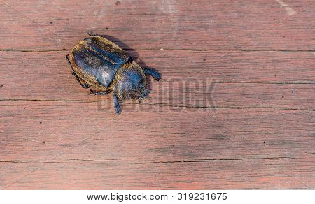 Large Black Beetle Covered With Dust On Wooden Background.