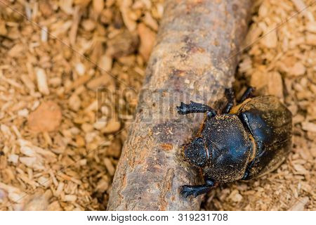 Closeup Of Large Black Beetle
