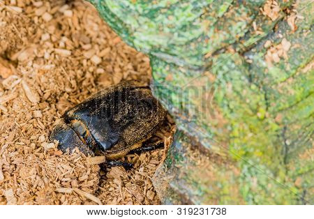 Closeup Of Large Black Beetle With Head Buried In Wood Chips.