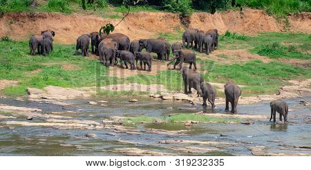 Asian Elephants At Pinnawala Elephant Orphanage, Sri Lanka
Here Is Nursery And Captive Breeding Grou