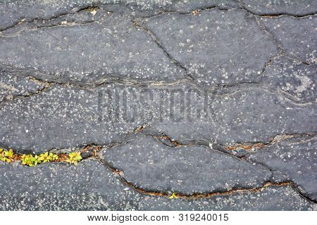 Green Plants Breaks Through Crack In Asphalt. Sign Of Thirst For Life, Craving For Life. Save The Ea