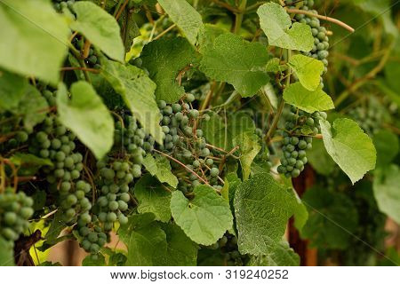 Green Grapes Growing On Grape Vines. Unripe, Young Wine Grapes In Vineyard, Early Summer. Bunch Of G