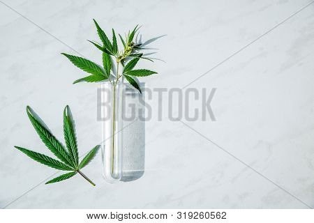 Cannabis Leaf And Bush In Vitro. Cannabis Cultivation Concept For Oil, Medical Purposes.