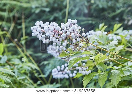 Branch With White Berries And Green Leaves In A Park In Summer