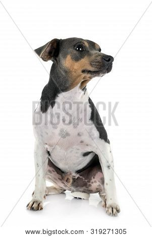 Brazilian Terrier In Front Of White Background