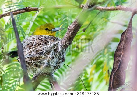 Common Iora (juvenile)-little Yellow Bird Hatching On Tree