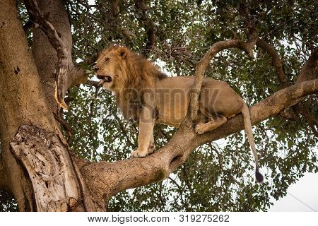 Male Lion Sits Looking Out From Tree