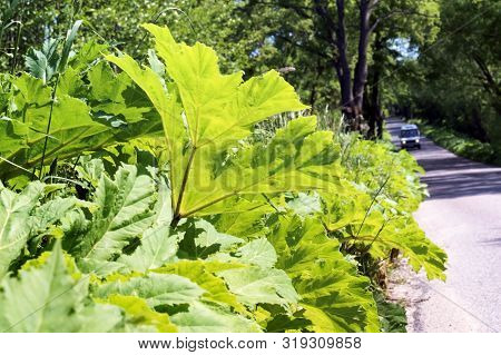 Thickets Of Hogweed On The Edges Of The Highway, Roadside Covered With Hogweed