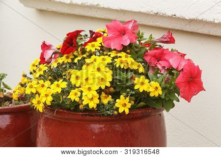 Planter With Pink Petunia And Yellow Apache Beggarticks Flowers In A Garden During Spring