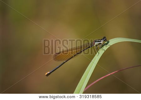 Gold Tail Damselfly On Blade Of Grass (allocnemis Leucosticta), Limpopo, South Africa