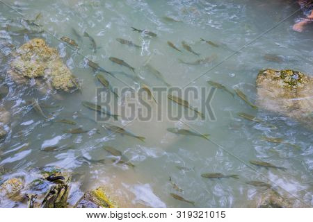 Group Of Antimony Fish ( Mahseer Barb ) Swimming In The Water.