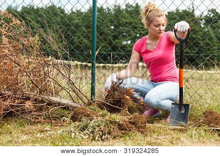 Woman Gardener Digging Hole In Ground Soil With Shovel For Removal Withered Dried Thuja Tree From He