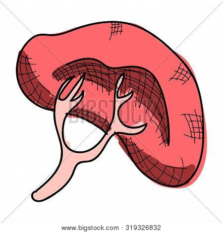 Spleen Vector , Organ Medicine, Organ, System Organ, System, Oncology, Physiology, Pulp, Respiratory