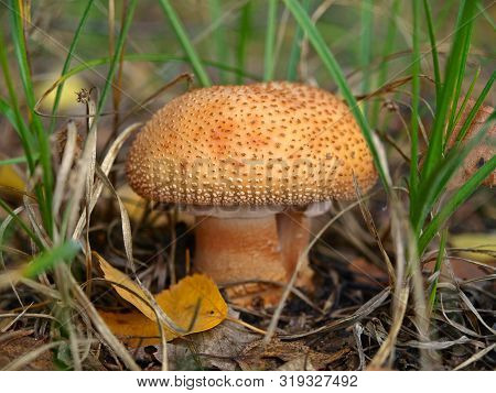 An Autumn Mashroom Season And Picking. Small (baby) Panter Amanita Mushroom (amanita Pantherina) In 