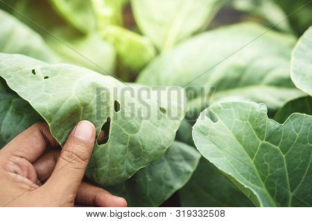 Farmer's Hand Checking A Vegetable Leaf With Holes, Eaten By Pest In Organic Farm, A Worldwide Serio