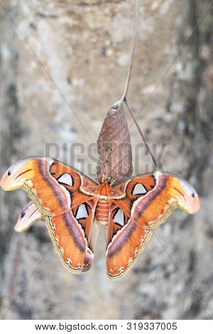 The Atlas Moth (attacus Atlas).