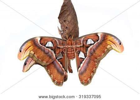 The Atlas Moth (attacus Atlas).