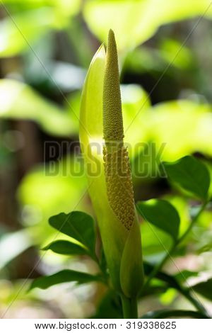 Titan Arum