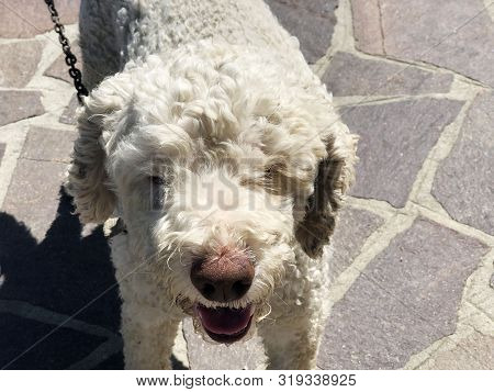Smiling Dog Face. White Curly Dog. Lagotto Romagnolo Dog Breed