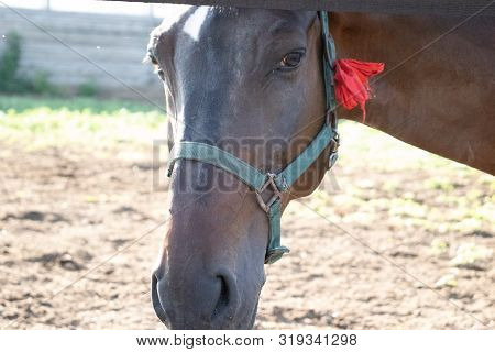 The Face Of The Horse Half A Turn In The Muzzle Looks Directly At The Camera
