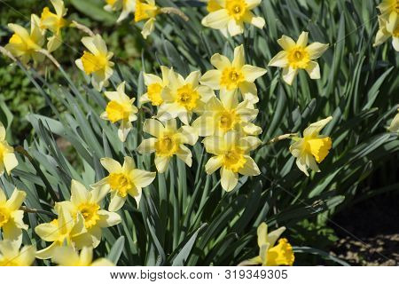 Flowering Daffodils In The Garden, Yellow Daffodil Flowers