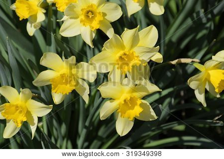 Flowering Daffodils In The Garden, Yellow Daffodil Flowers