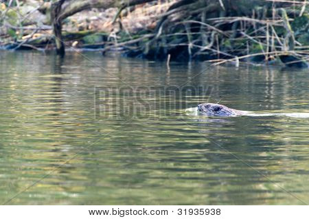 Koupání bobra v nizozemských Biesbosch vody