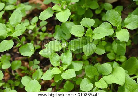 Many Chickweed In The Garden In The Summer