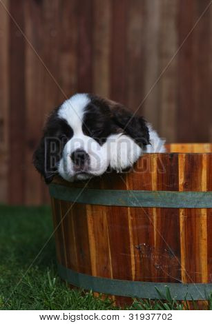 สายอเมริกัน Saint Bernard Pups