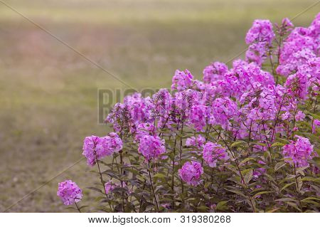 Garden Purple Phlox In Bloom  (phlox Paniculata), Vivid Summer Flowers
