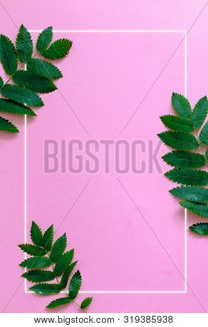 Trendy Concept Of  Leaves With Colored  Frame With  Space For Text, Postcard Or Poster Template