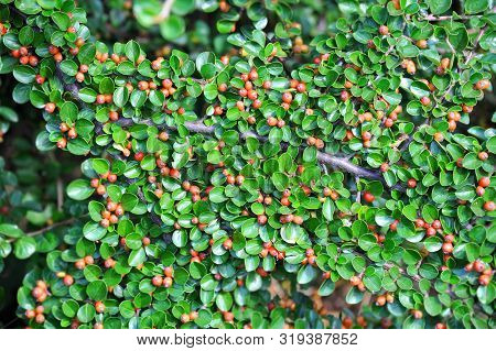 Cotoneaster Horizontalis Plant With Ripe Red Berries