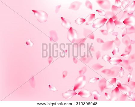 Spring Tree Flowers Parts, Airy Flying Petals On Rose Color Background. Pink Sakura Blossom Falling 