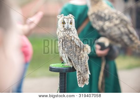 Beautiful Eared Owl With Orange Eyes Sitting On His Hand In A Glove. Close Up.