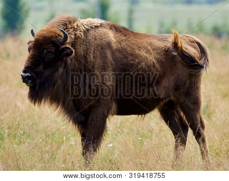 small herd of European bison (Bison bonasus), also known as Wisent or the European wood bison grazing