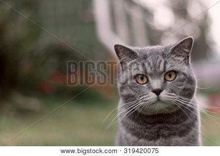 Close Up Portrait Of Gray Cat Sitting Outdoor In Summer. Cat With Increadible Whiskers An Orange Eye