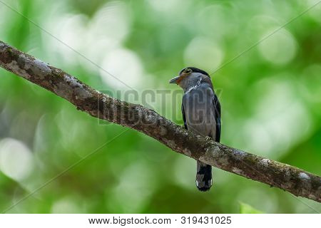 Silver-breasted Broadbill (serilophus Lunatus) Perched On Tree Trunk At Park