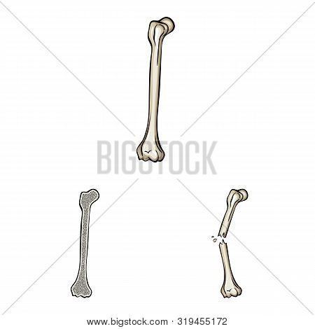 Isolated Object Of Bone And Skeleton Icon. Set Of Bone And Human Stock Vector Illustration.