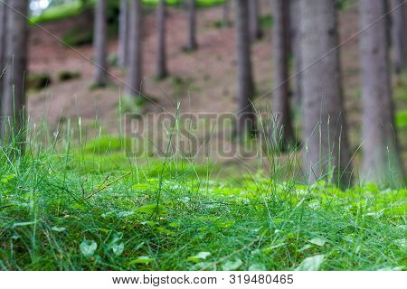 Detail Of Forest Grass With Trees On Background
