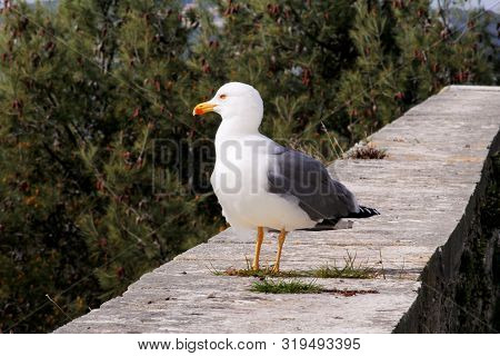Seagull Resting On Dock. Seagull Standing On A Stone Wall And Rest With Pine Forest Is A Beautiful N