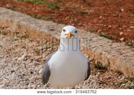 Seagull Resting On Dock. Seagull Standing On The Grass And Rest With A Beautiful Natural Environment
