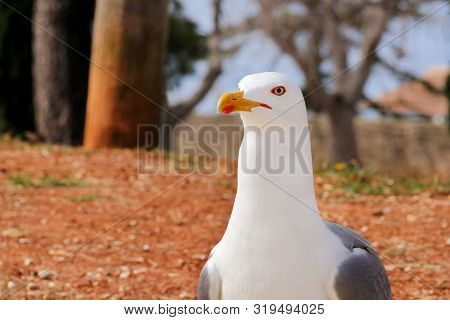 Seagull Close Shot And Resting On Dock. Seagull Standing On The Grass And Rest With A Beautiful Natu