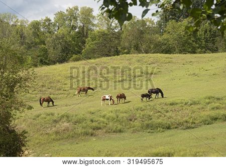 Livestock Graze On Grass In A Field In Pulaski,va
