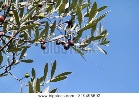 Black Olives In A Olive Tree Branch. Olive Tree With Black Olives, Close Up. Concept Of Olives, Trad