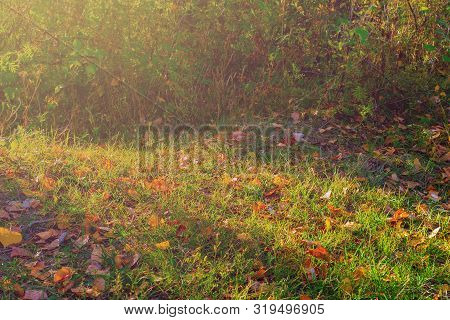 Autumn Forest Glade. Green Grass And Bushes Bathed In Sunlight With Beautifully Fallen Colorful Autu
