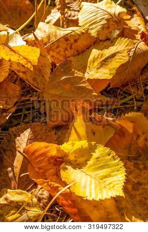 Autumn Orange Yellow Poplar Leaves. Golden Autumn. Vertical Close-up Photo.