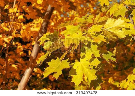 Autumn Yellow Maple Leaves On Branches. Landscape In Autumn Season. Maple Leaves Outside Nature Back