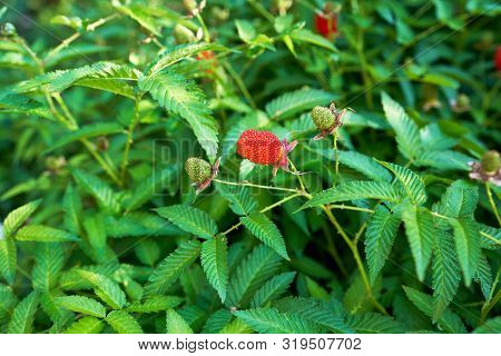 Tibetan Strawberry Raspberry, Berry. Roseleaf Raspberry Or Rubus Rosifolius. Close Up On Background 