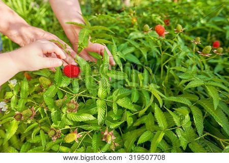 Tibetan Strawberry Raspberry, Berry. Roseleaf Raspberry Or Rubus Rosifolius. Close Up On Background 