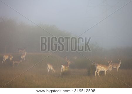 Fallow Deer In Morning Mist In Field Near Norden In North Germany
